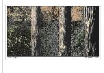 Autumn Light #2 - 2014 - Digital Image - A-4 size