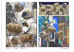 Composites For 'The Dead & The Dying' #1 - 2014 - Digital Image - A-4 size