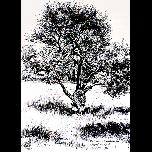 Mad dogs and Englishmen -Karaincir - 1994 - Pen and ink - 30cm x 40cm 