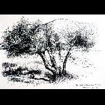 Old Olives -afternoon sun -Karaincir - 1994 - Pen and ink - 30cm x 40cm 