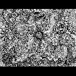 Flower -heads - 1971 - Pen and ink - 25cm x 30cm 